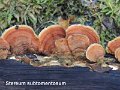Stereum subtomentosum-amf1786